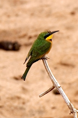 Kenia (341)